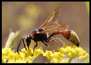 La rossa delle antenne fragili: Rhynchium oculatum